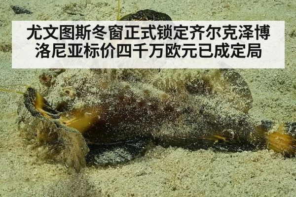 尤文图斯冬窗正式锁定齐尔克泽博洛尼亚标价四千万欧元已成定局